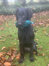 7 Flat Coated Retriever til salg på købhund.dk