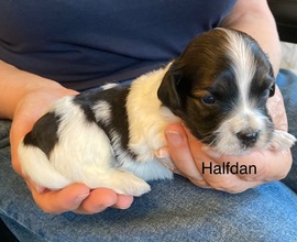9 Bichon Havanais til salg på købhund.dk