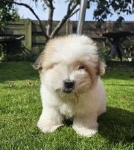 3 Coton de Tulear til salg på købhund.dk