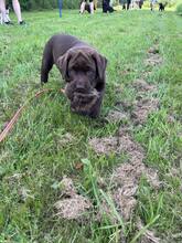 4 Labrador Retriever til salg på købhund.dk