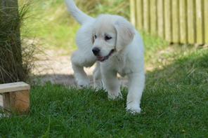 9 Golden Retriever til salg på købhund.dk