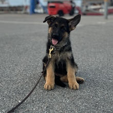 8 Schæferhund, stockhåret til salg på købhund.dk