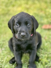 6 Labrador Retriever til salg på købhund.dk