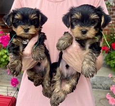 5 Yorkshire Terrier til salg på købhund.dk