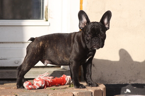 8 Fransk Bulldog til salg på købhund.dk