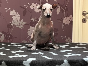 2 Xoloitzcuintle con pelo, miniature til salg på købhund.dk