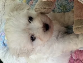 3 Coton de Tulear til salg på købhund.dk