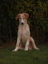 7 Borzoi til salg på købhund.dk