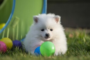 5 Volpino Italiano til salg på købhund.dk