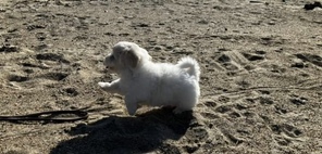 1 Coton de Tulear til salg på købhund.dk