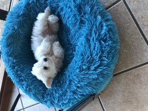 5 Coton de Tulear til salg på købhund.dk