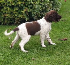 9 Kleiner Münsterländer til salg på købhund.dk