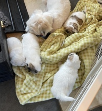 5 Coton de Tulear til salg på købhund.dk