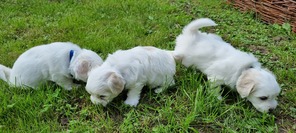 3 Coton de Tulear til salg på købhund.dk