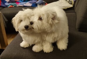 3 Coton de Tulear til salg på købhund.dk