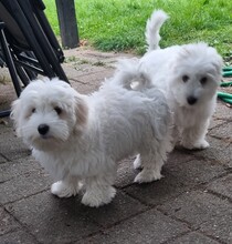 3 Coton de Tulear til salg på købhund.dk