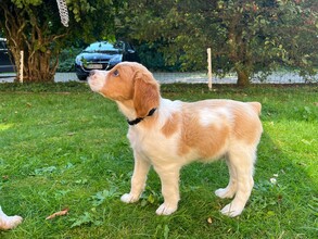 5 Breton til salg på købhund.dk