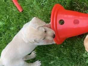 8 Labrador Retriever til salg på købhund.dk