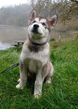 5 Alaskan Malamute til salg på købhund.dk