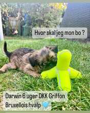 2 Griffon Bruxellois til salg på købhund.dk