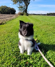 6 Shetland Sheepdog til salg på købhund.dk