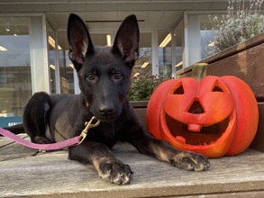 8 Schæferhund, stockhåret til salg på købhund.dk