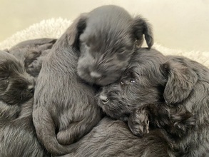 7 Dværgschnauzer, sort til salg på købhund.dk