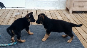 7 Schæferhund, stockhåret til salg på købhund.dk