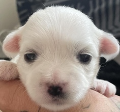 3 Coton de Tulear til salg på købhund.dk