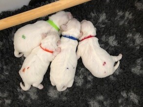 4 Coton de Tulear til salg på købhund.dk