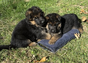 6 Schæferhund, stockhåret til salg på købhund.dk