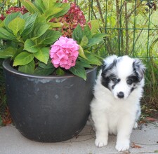 5 Shetland Sheepdog til salg på købhund.dk