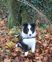 5 Shetland Sheepdog til salg på købhund.dk