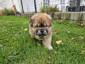 4 Chow Chow til salg på købhund.dk