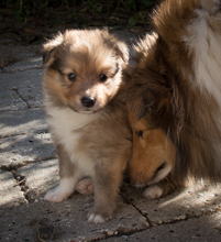 4 Shetland Sheepdog til salg på købhund.dk