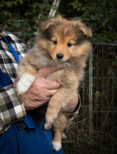 4 Shetland Sheepdog til salg på købhund.dk