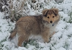 4 Shetland Sheepdog til salg på købhund.dk