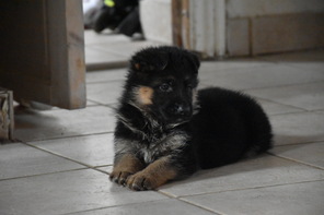 9 Schæferhund, stockhåret til salg på købhund.dk