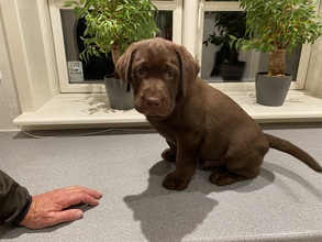 4 Labrador Retriever til salg på købhund.dk