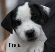 6 Jack Russell Terrier til salg på købhund.dk