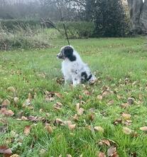 7 Miniature American Shepherd til salg på købhund.dk