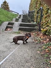 3 Korthåret Dværg Gravhund til salg på købhund.dk