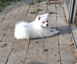 4 Volpino Italiano til salg på købhund.dk