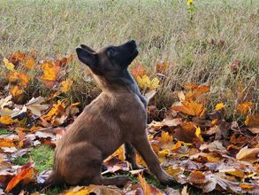 12 Belgisk Hyrdehund, Malinois til salg på købhund.dk