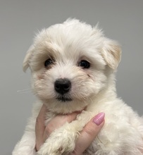 3 Coton de Tulear til salg på købhund.dk