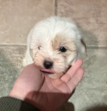 3 Coton de Tulear til salg på købhund.dk