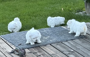 4 Malteser til salg på købhund.dk