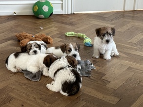 5 Jack Russell Terrier til salg på købhund.dk