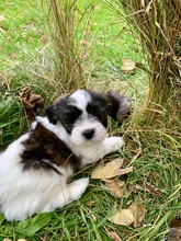 6 Lhasa Apso til salg på købhund.dk