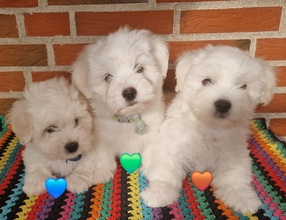 3 Coton de Tulear til salg på købhund.dk